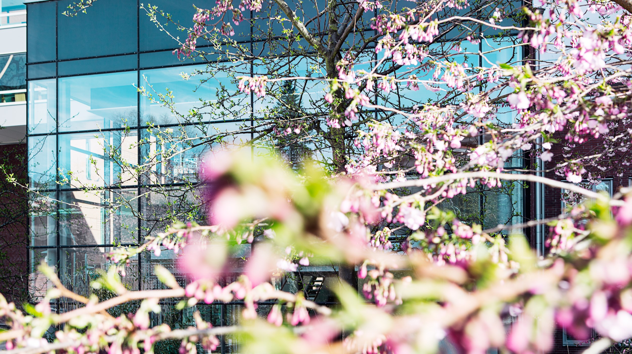 Blommor i närbild