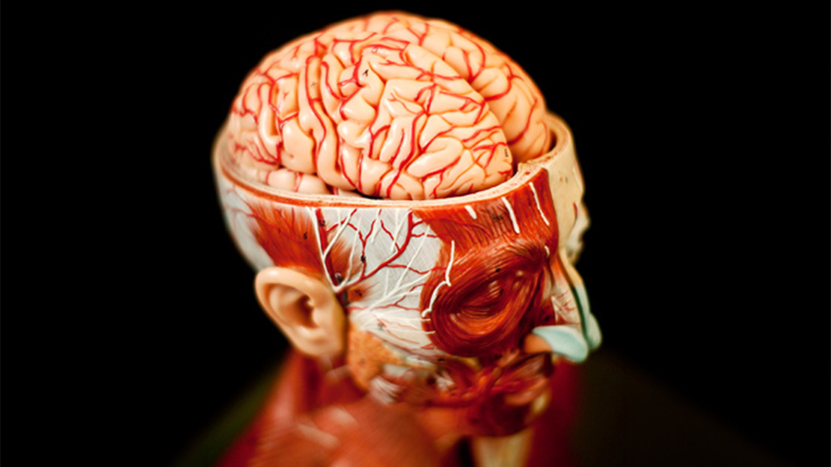 Anatomical model