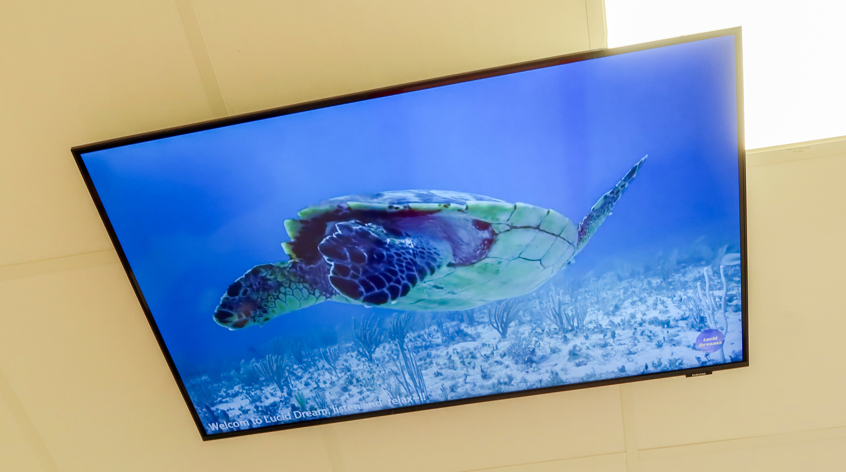 en Tv med en sköldpadda