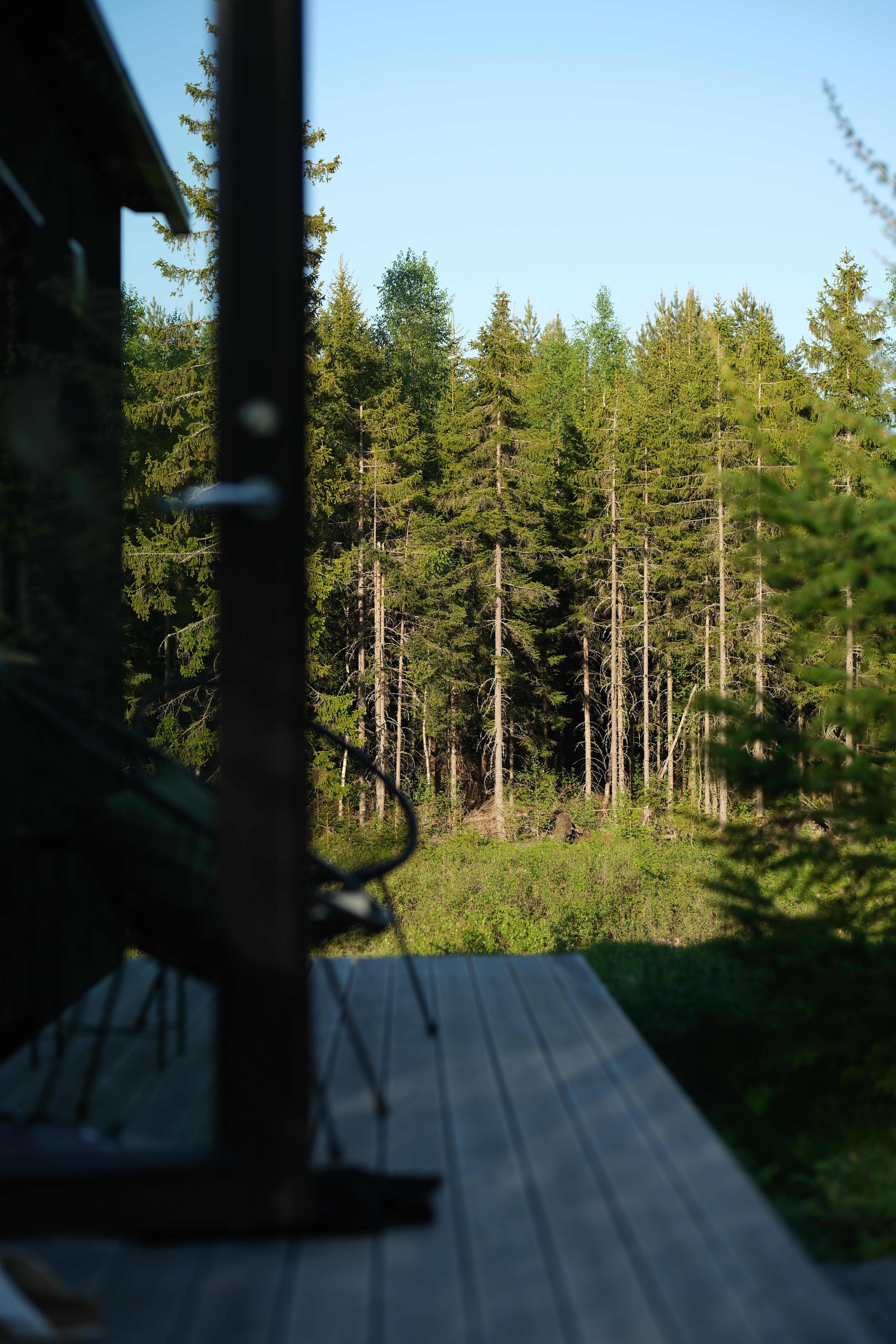 Svart stuga omringad av granar mot blå himmel