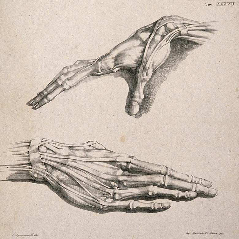 Muscles and tendons of the hand: two figures of écorché hands. Lithograph by Battistelli after Costantino Squanquerillo, 1840