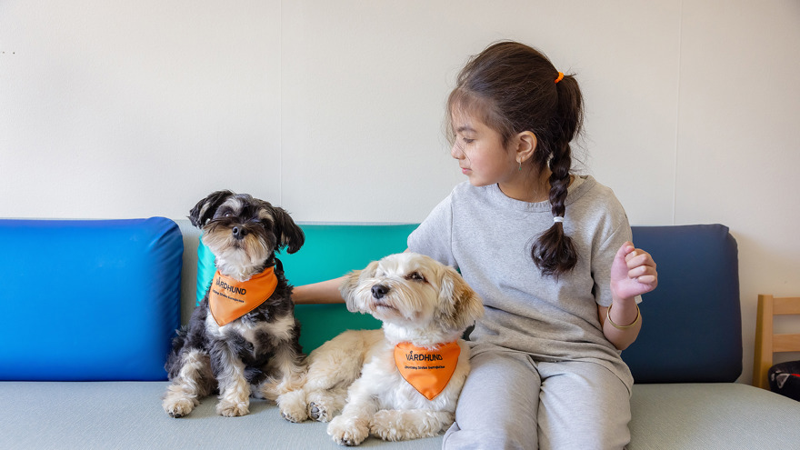 A child with two dogs.