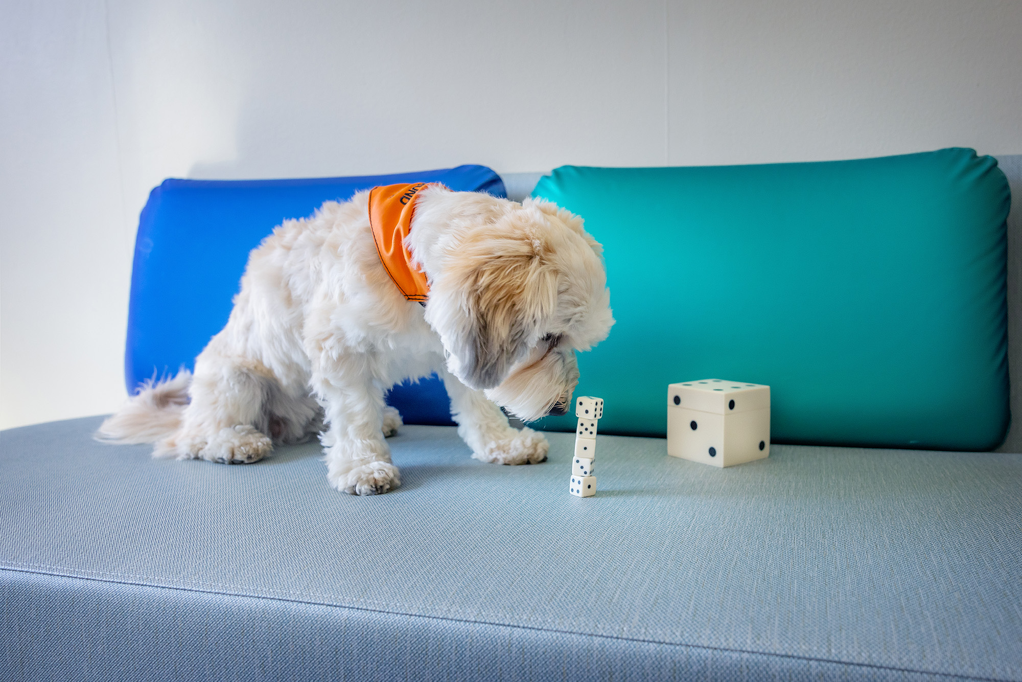 A dog playing with dice.