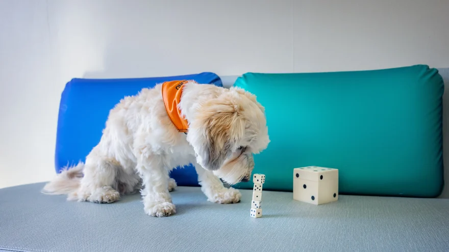 A dog playing with dice.