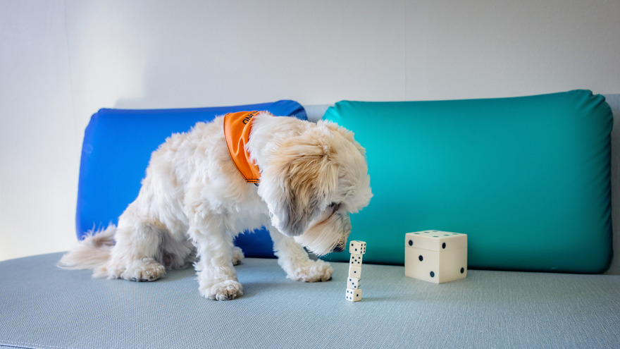A dog playing with dice.