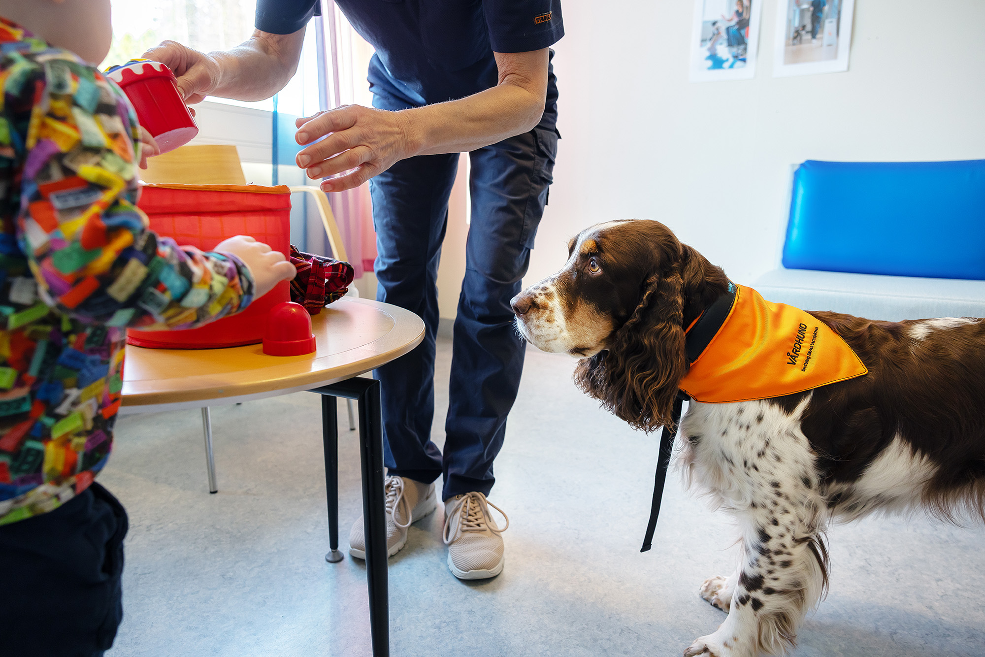 A therapy dog.