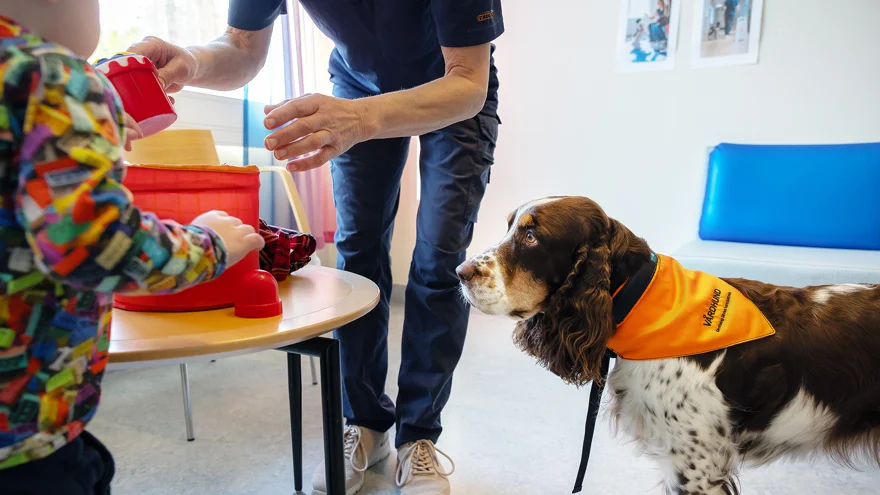 A therapy dog.