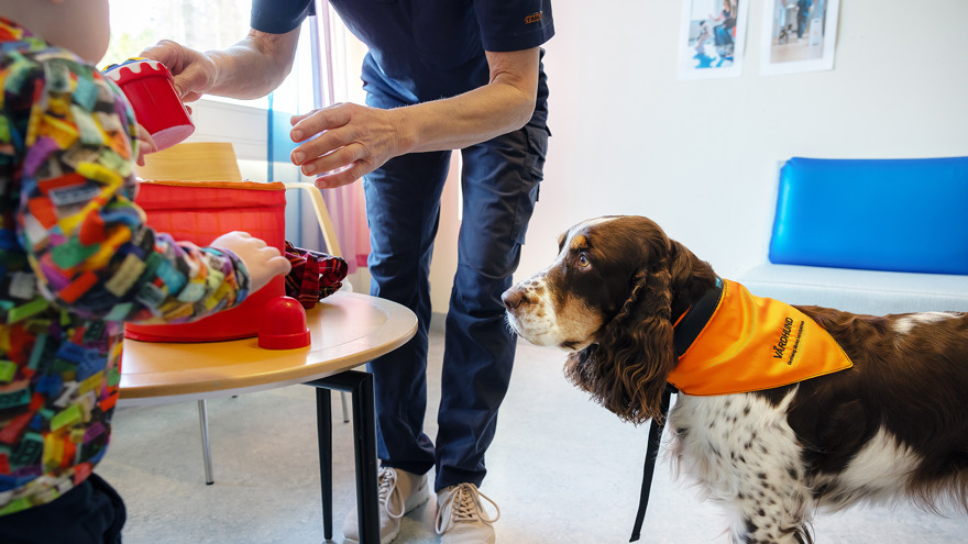 A therapy dog.