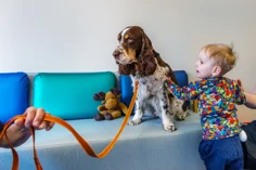 A dog and a child on a couch.
