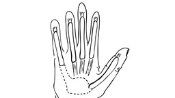 Svart och vit schematisk bild över senskidornas anatomi. Streckad linje visar eventuell förbindelse mellan tumme och lillfinger.